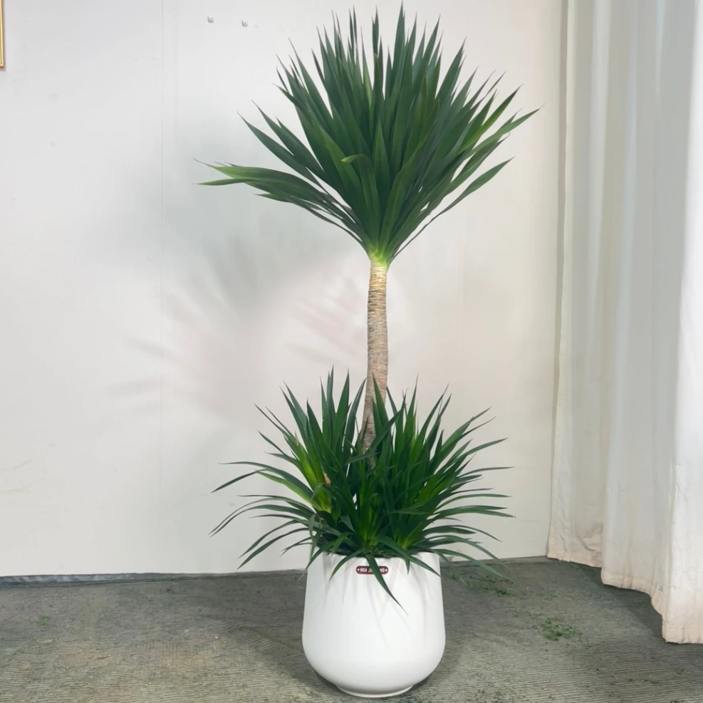 太空铁龙血树盆栽室内客厅办公室老桩大型绿植清新空气大盆景植物