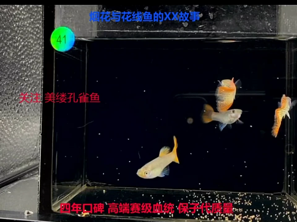 孔雀鱼红蕾丝带金属基因幼鱼体验各一对