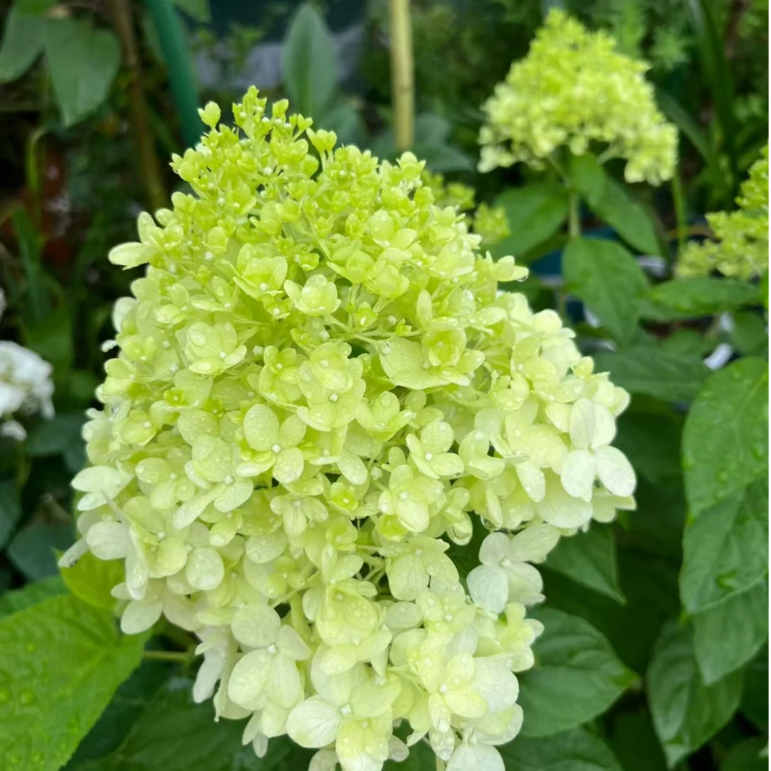 北极熊圆锥绣球 3加仑 白色秋色为浅粉色（张）带花苞发货 花卉盆栽