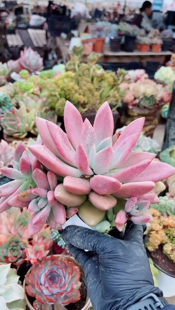 薄**?30099多肉植物一物一拍