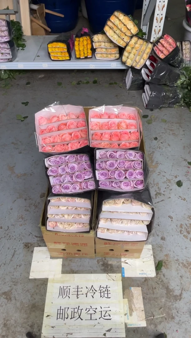 曼塔20枝+海洋之歌20枝+戴安娜20枝