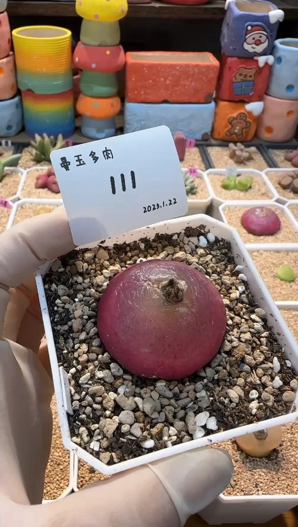 【闪购商品】25.1.22-111