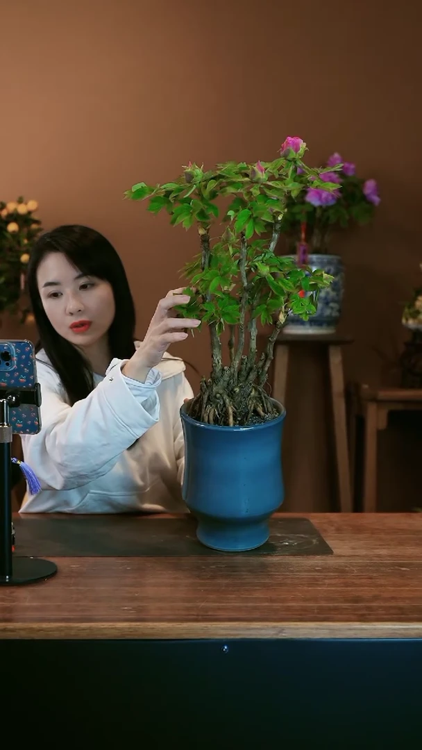 【闪购商品】盆景牡丹花 1