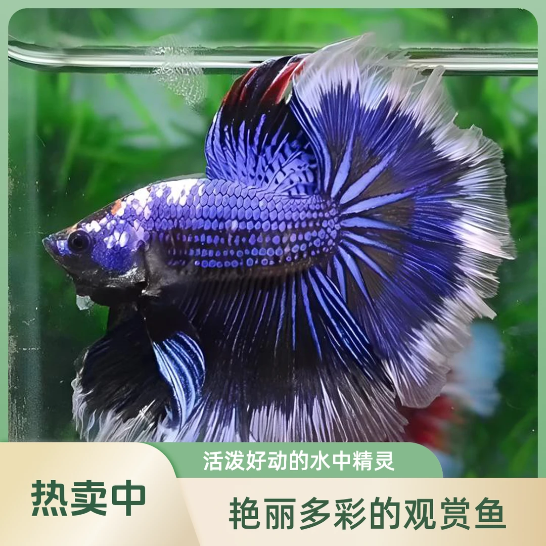 A5（97-120）泰国斗鱼活体精品观赏鱼活体（直播间选鱼）