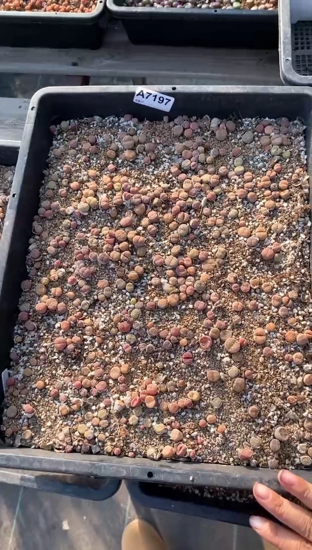 【闪购商品】7197直播间一物一拍