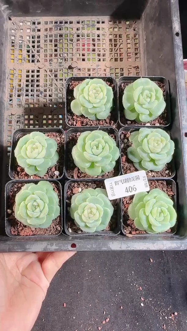 1111-406冰心27单头量拍（群生不包整）