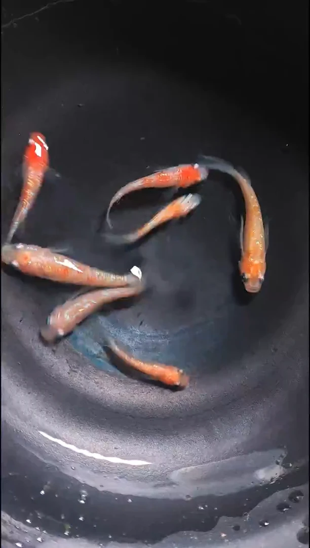 青鳉鱼观背青鳉026