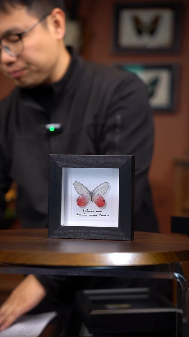 玫瑰绡眼蝶方框标本（常规）