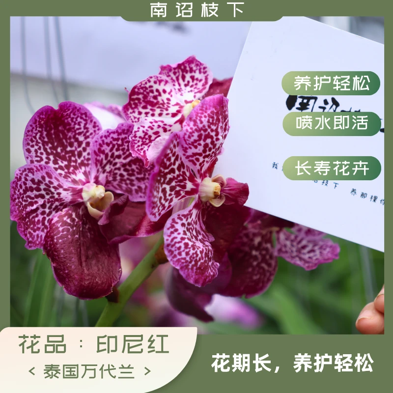 【南诏一级】泰国 印尼红  万代兰，花大艳丽，爆花量大 花期长
