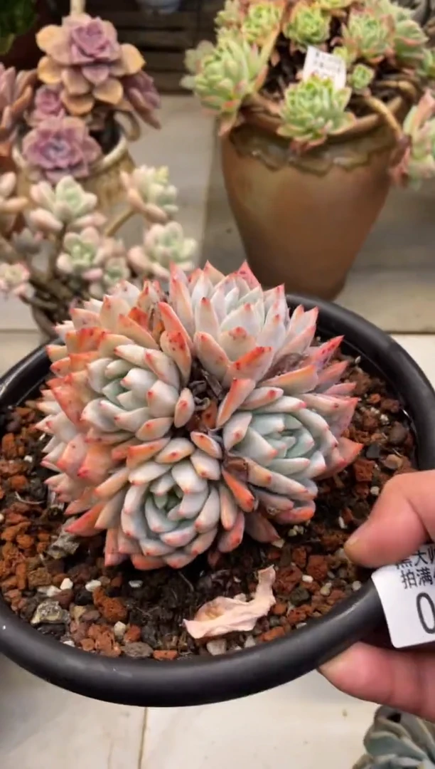 【闪购商品】81粉蓝鸟