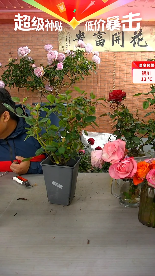 当前无花朵，栽培后可花朵浮****?117亚列尔
