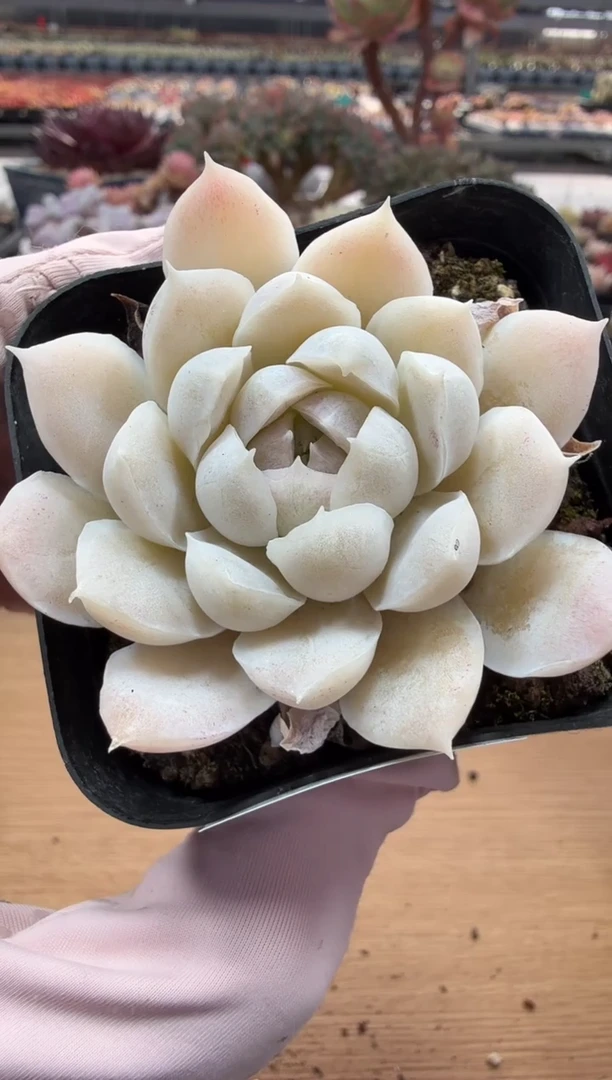 东云多肉园二店-65