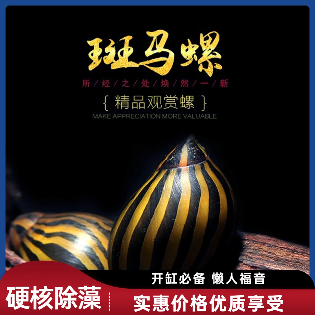 鱼缸清洁神器斑马螺- 观赏螺活体 除藻控苔草缸造景必备 水质净化