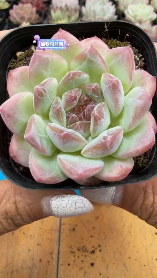 东云多肉园二店-73