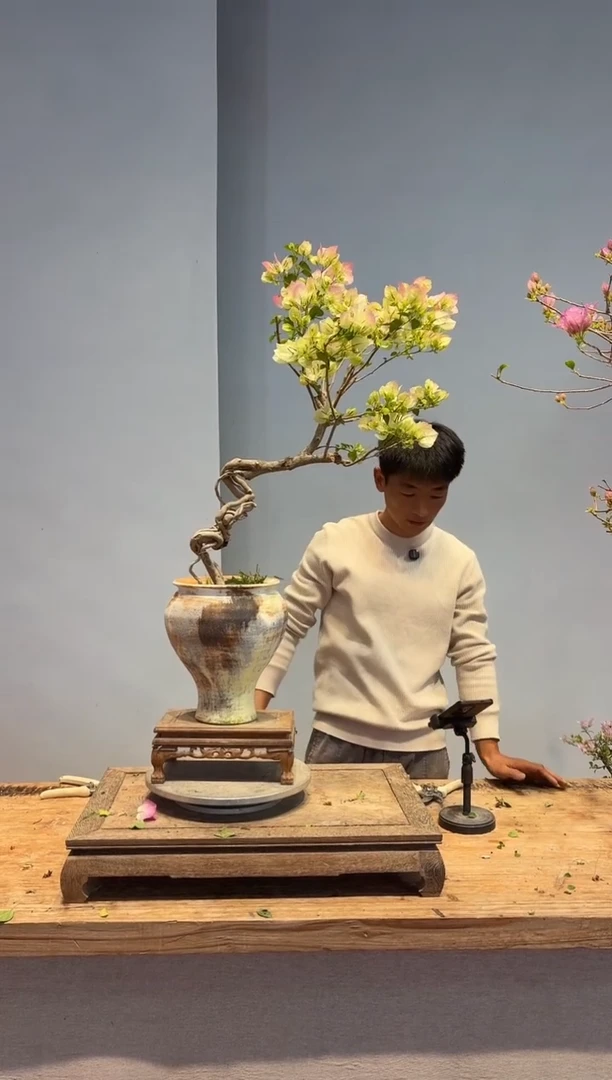 以实际为准三角梅42