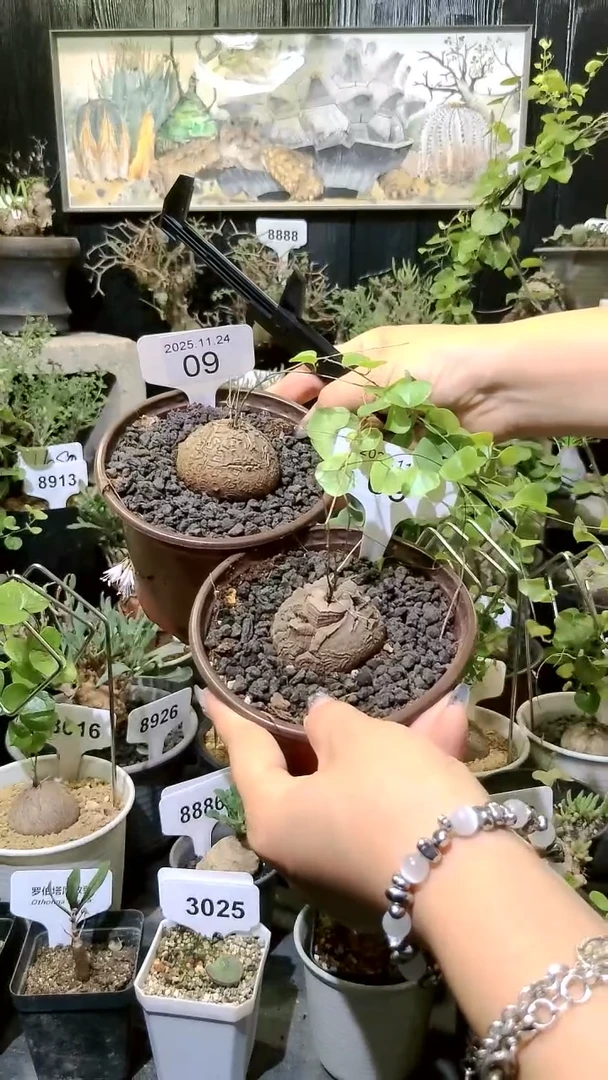 9号1124福利南非龟甲龙买一送一