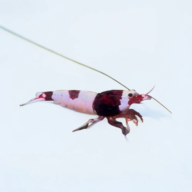 酒红水晶虾淡水观赏虾
