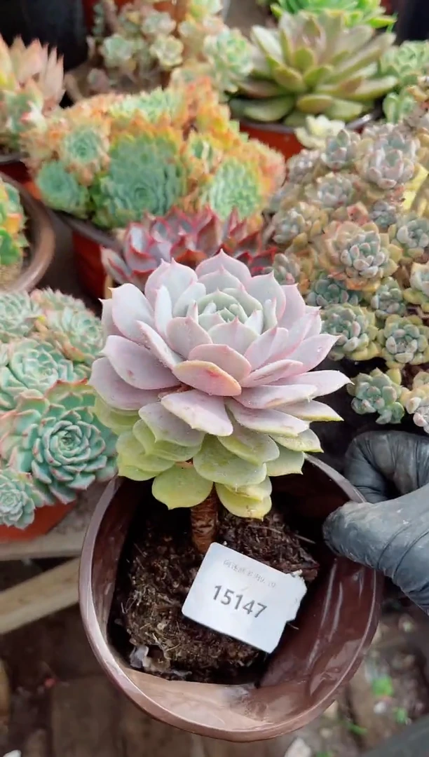 石***9多肉植物一物一拍15147