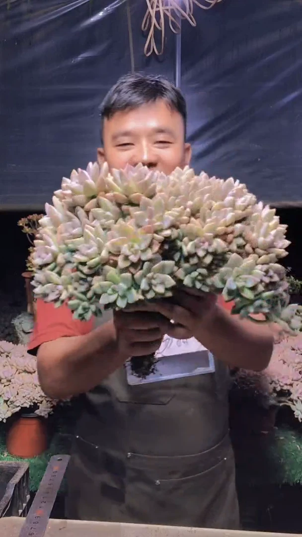 243淡雪缀化一物一拍