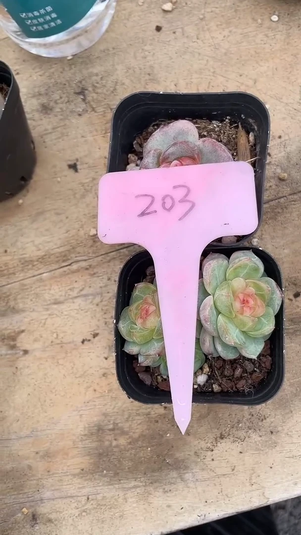 芹*2颗     多肉     203