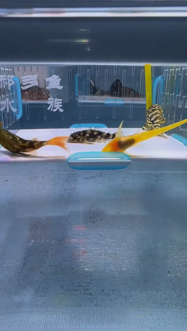 清道夫4+不包入缸损31