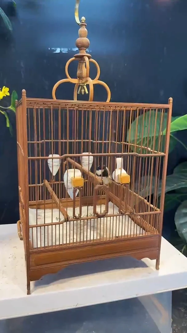 虎皮鹦鹉4号  贝子 养笼0元起拍