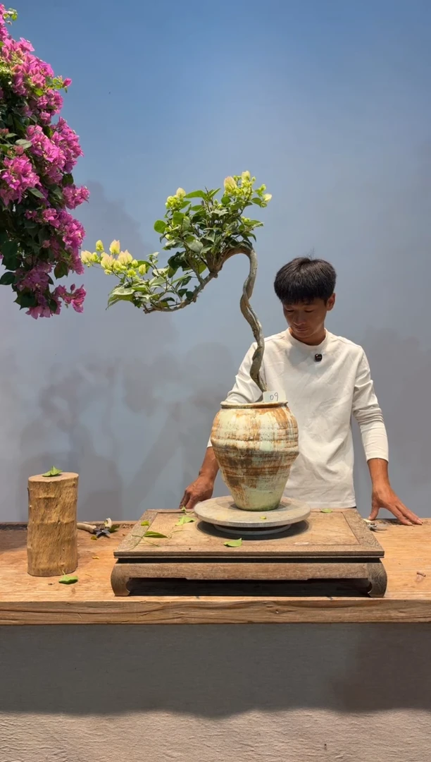 全部花朵风**淡三角梅9