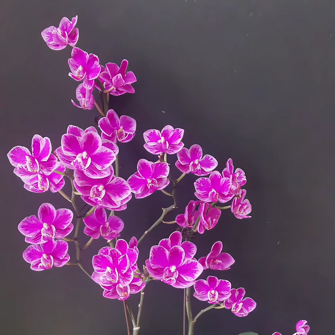 （泼墨满天红）蝴蝶兰宝宝幼苗1.7寸杯带花剑发货叶片微瑕疵包对版