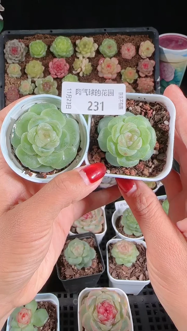 1123-231组合群生不包整