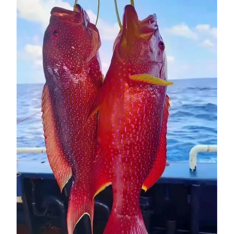 野生燕尾斑东星斑 石斑鱼1.6-5斤一条钓口野生石斑鱼海南包邮