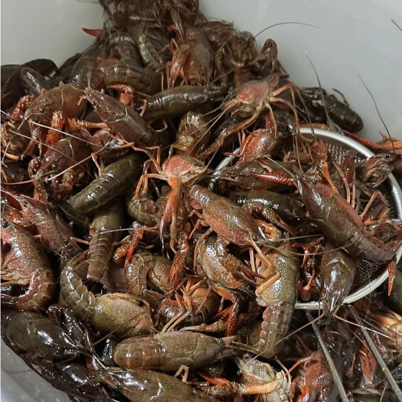 345钱新鲜干净小龙虾肉质紧实2/3/5斤（不包活）小龙虾制品小龙虾制品小龙虾制品精品