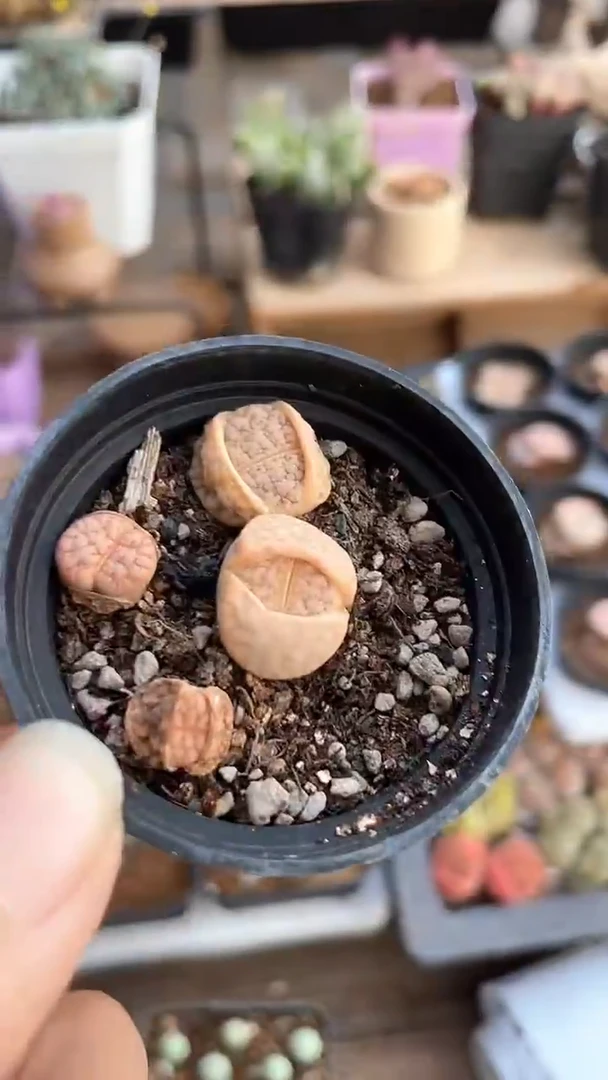 【闪购商品】9657直播一物一拍