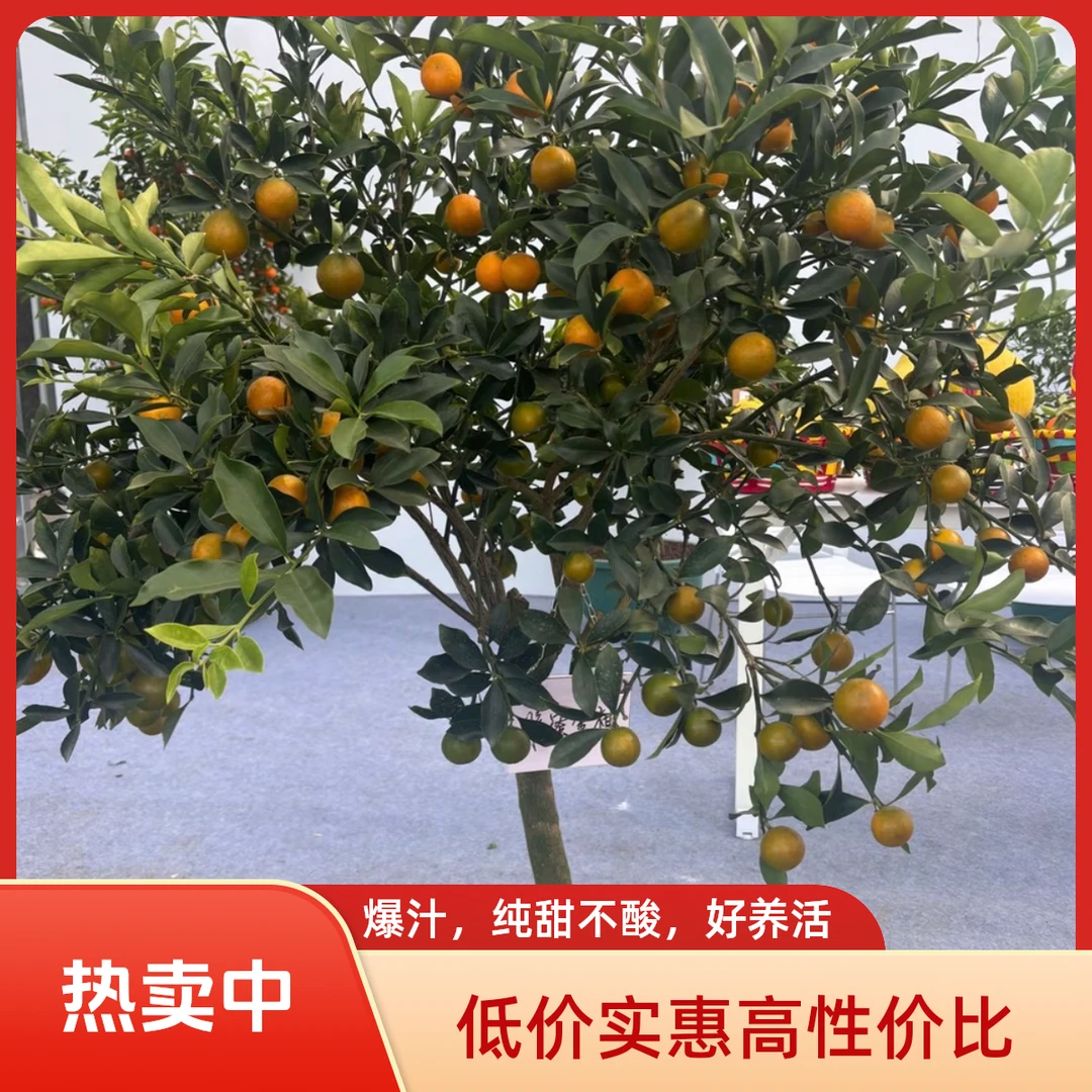 带果四季金桔盆栽老桩加大加高适合南北方室内外种植果树庭院