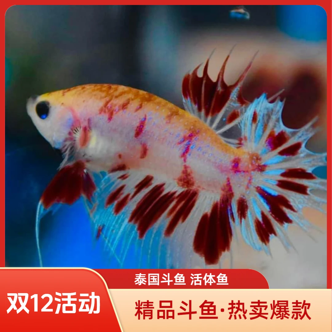 801-844号精品泰国斗鱼 泰斗观赏鱼 小型热带鱼活体斗鱼包邮发货