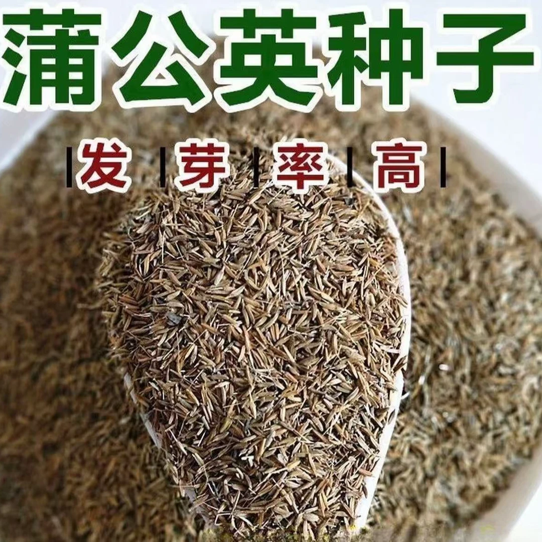 蒲公英种子新种籽四季播种阳台小院都可种植婆婆丁种子