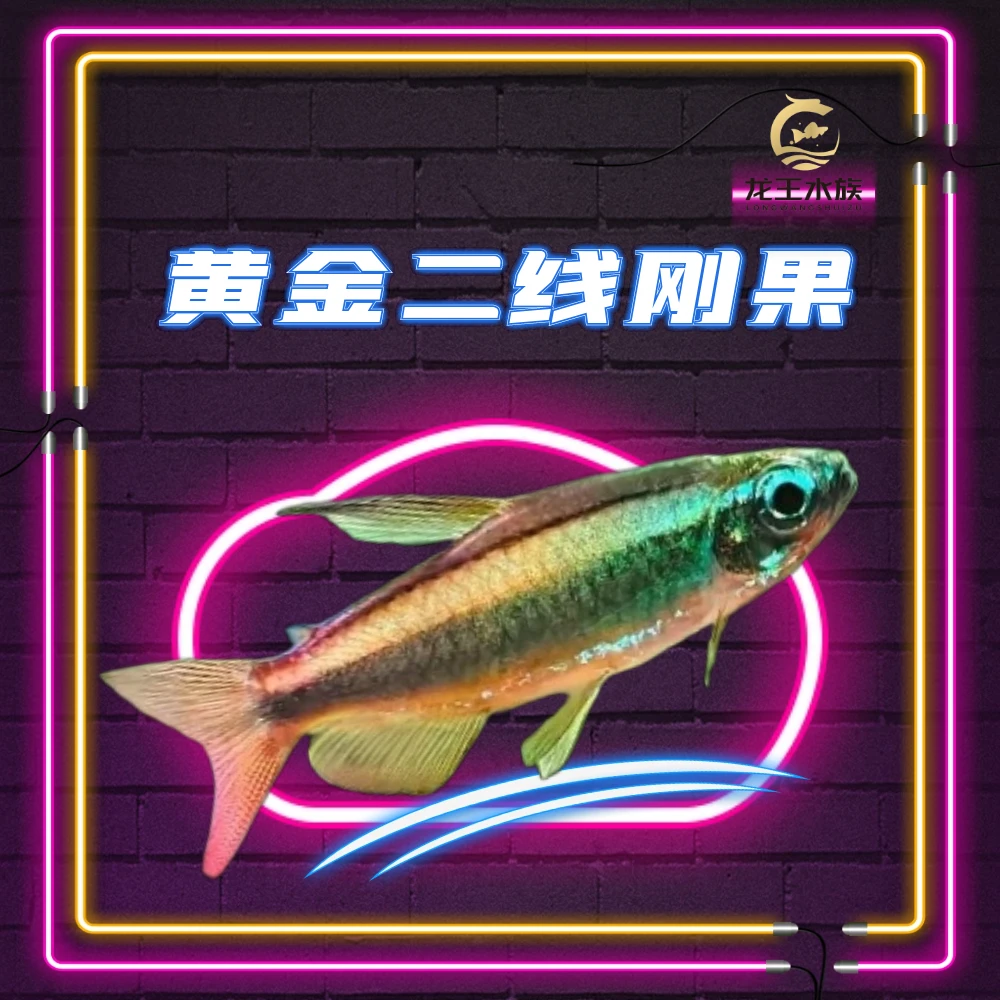 热带观赏鱼进口黄金二线刚果灯鱼群游