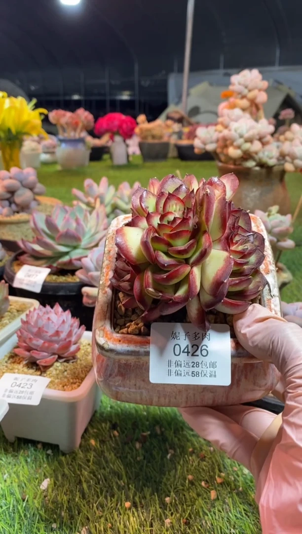 【闪购商品】0426a