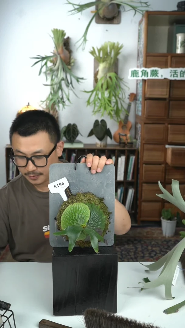 不开花植物E196-非猴鹿角蕨（叶片微瑕）