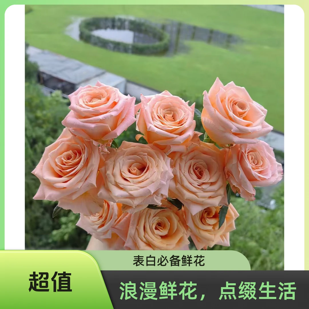 【微光】单头玫瑰 鲜花产品特殊已发货不支持退款 谢谢理解