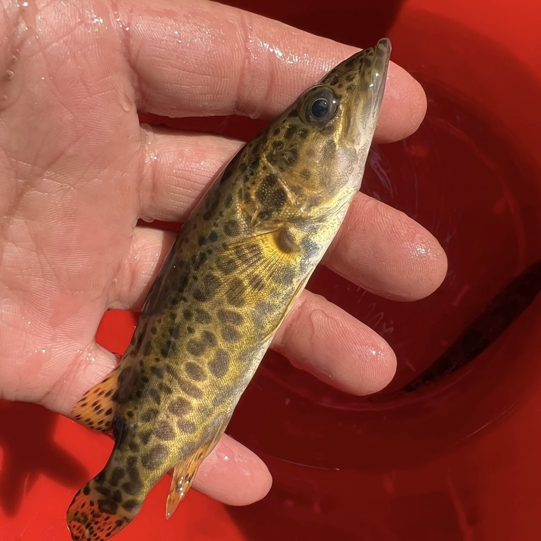 鳜鱼斑鳜淡水原生鱼凶猛观赏鱼桂花鱼老虎圆桶鳜活体鳜鱼苗非养殖