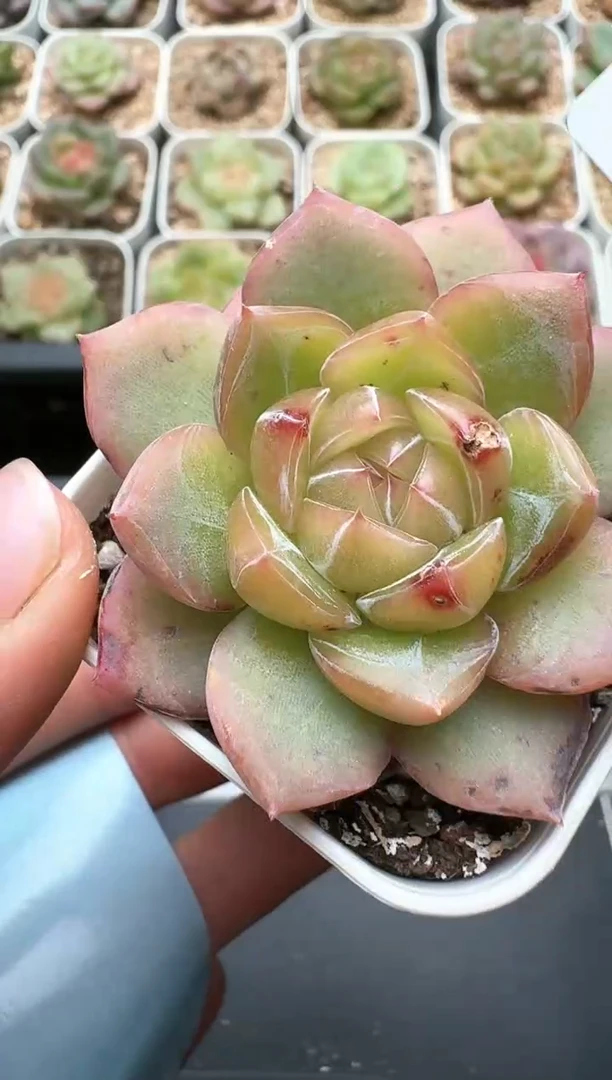 731C云禹多肉植物 带盆土纸巾打包 3颗包邮
