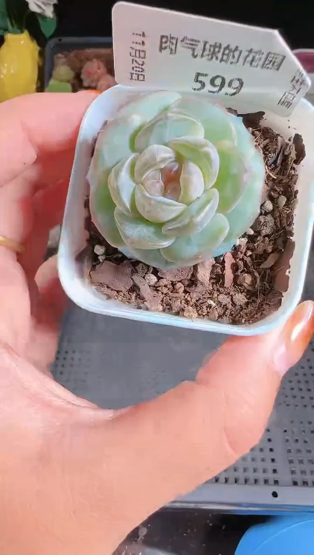 1120-599暗香群生不包整