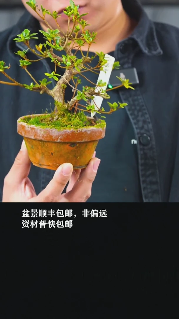【闪购商品】杜鹃-AA7