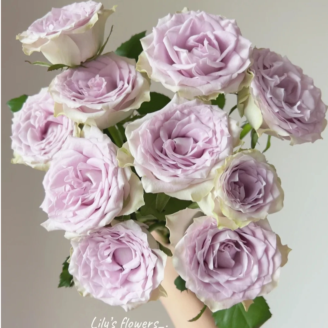 【海洋之心】紫色淡雅玫瑰   5℃以下地区必拍保温棉 不拍冻坏不售后