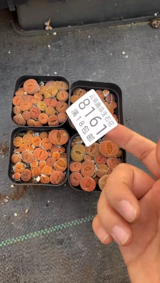 【闪购商品】8161特价日轮玉发货1盒有瑕疵量拍