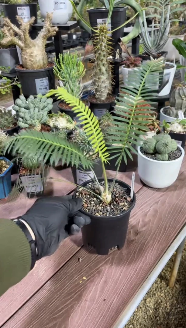 王鱼骨双子铁FD-9116