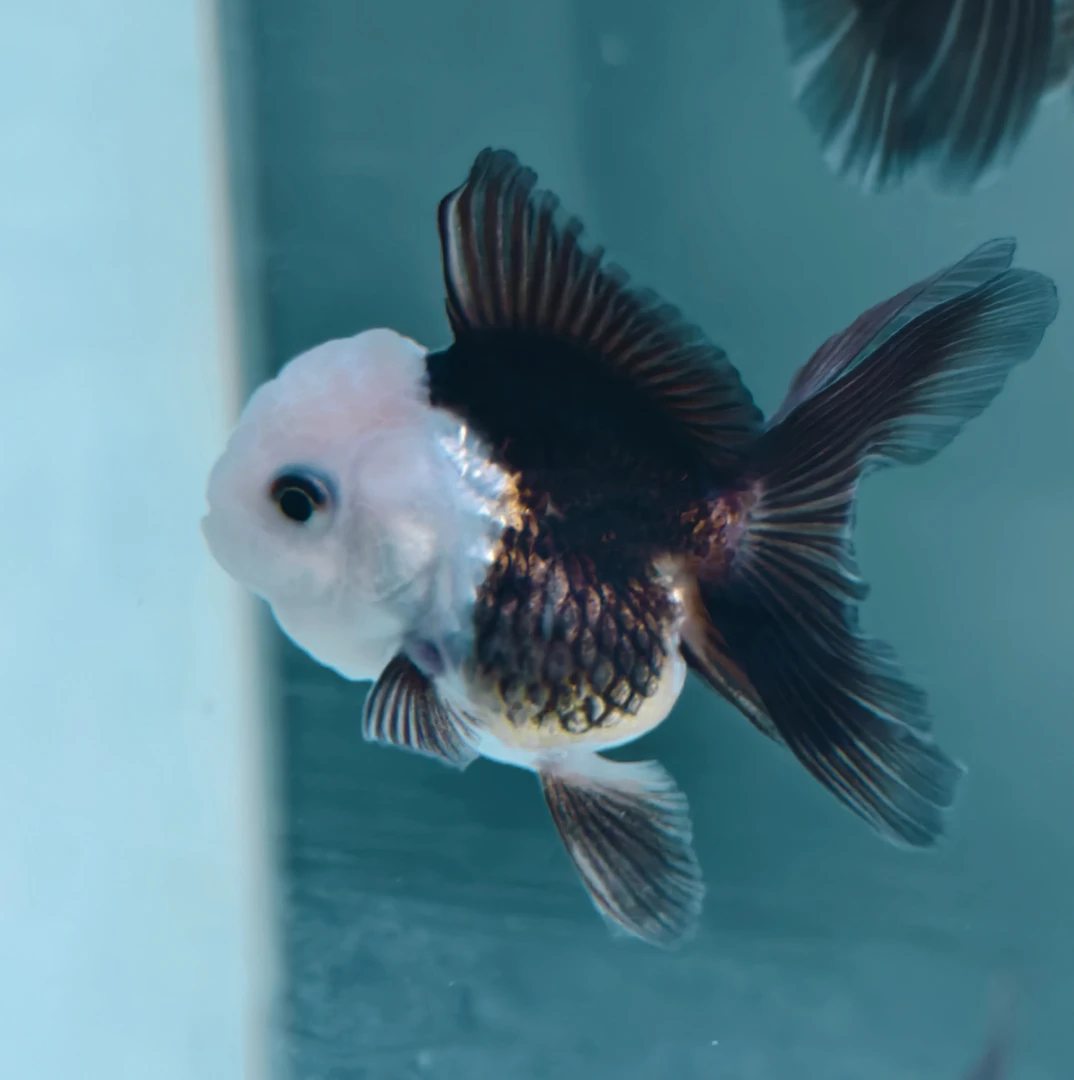 超萌印尼熊猫玛丽观赏鱼进口养殖