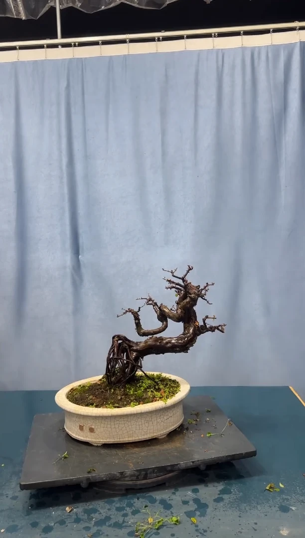 【闪购商品】盆景雀梅