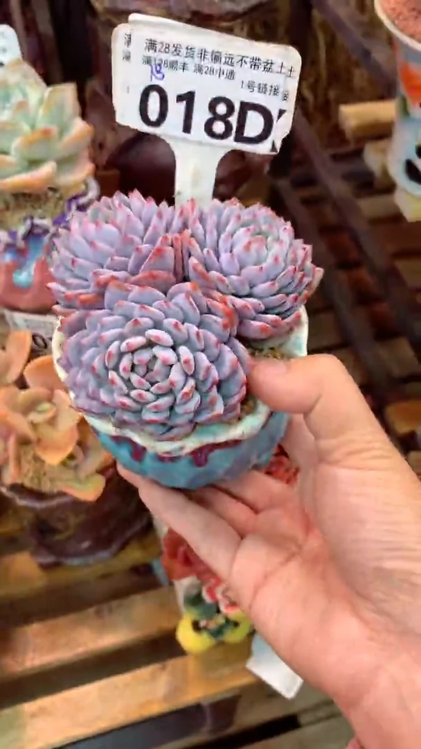 018D（一物一拍实付满28发货，默认不带盆土）