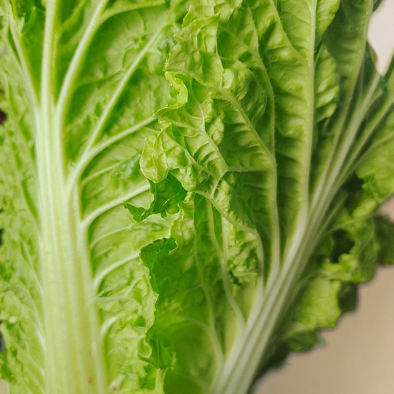 农家爷爷奶奶自种白菜包邮